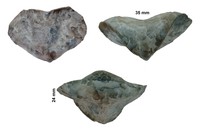 Fortunella moutoniana 